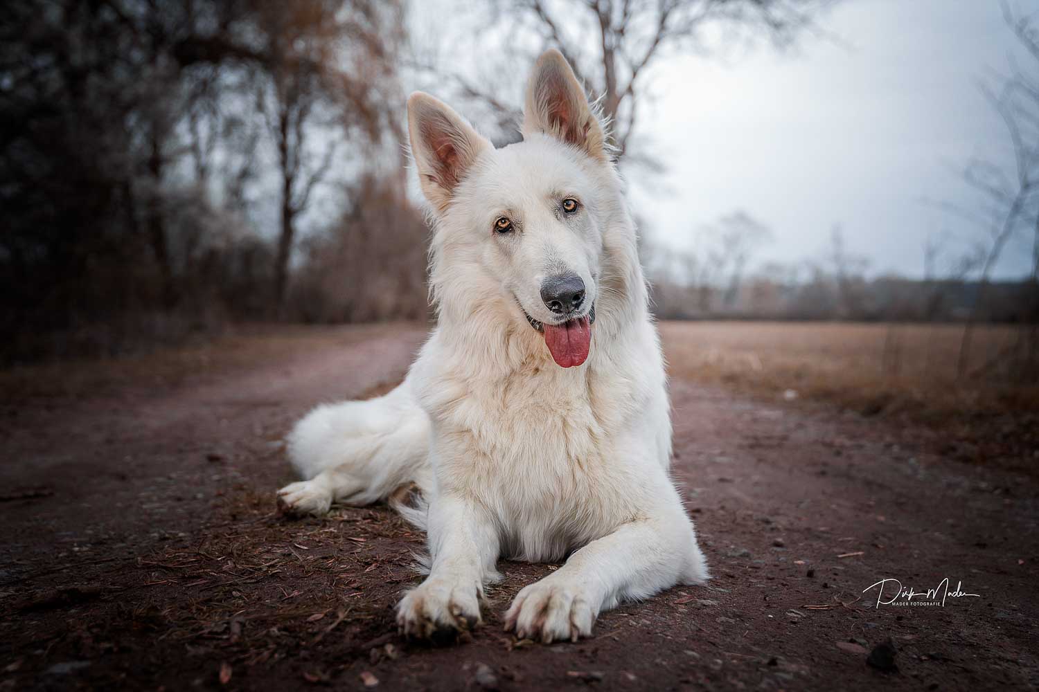 Hundeshooting im Winter