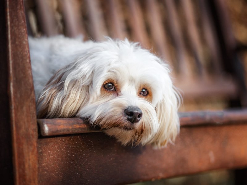 Hundefotograf Neustadt am Rübenberge